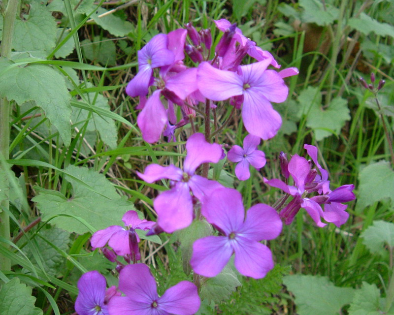 Lunaria annua / Lunaria meridionale